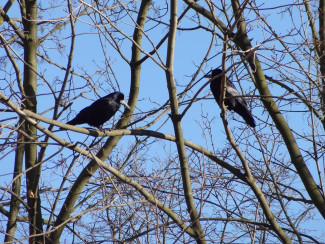 zwei Raben im Baum