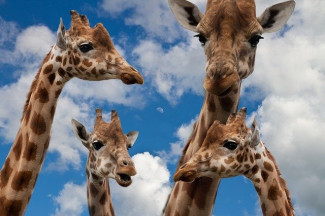 Vier Giraffen