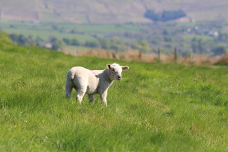 Lamm auf der Wiese