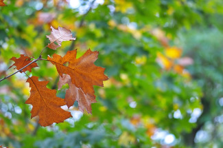 Herbststimmung