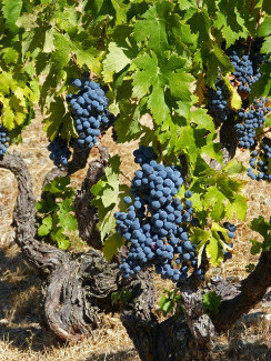 Weinstock mit blauen Trauben