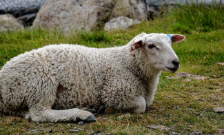 ein Schaf allein