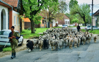 Hirte mit Herde